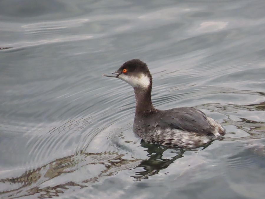Eared Grebe
